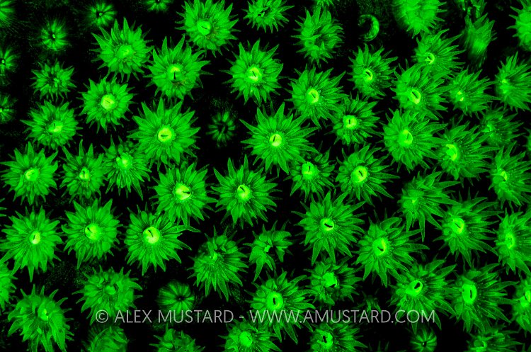 Coral fluorescence. Cayman Islands.