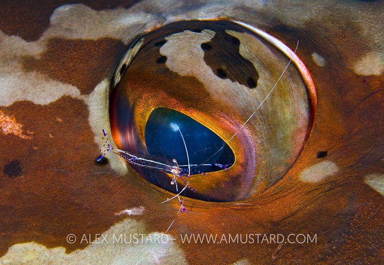 Pederson cleaner shrimp cleans grouper. Cayman Islands.