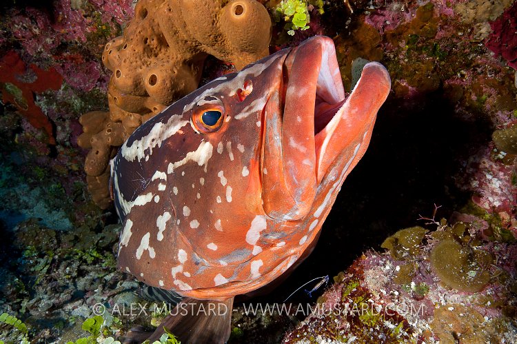 Nassau grouper being cleaned. Little Cayman.
