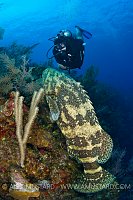 Diver and goliath grouper. Little Cayman.