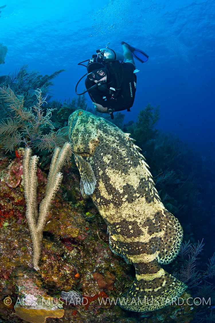 Diver and goliath grouper. Little Cayman.