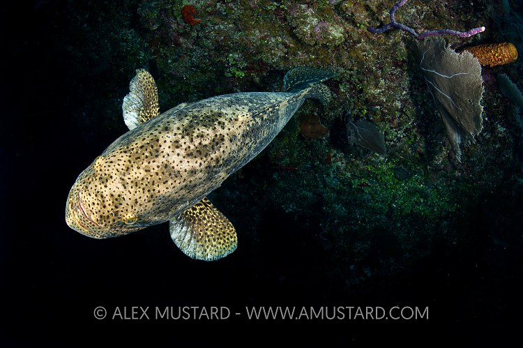 Goliath Grouper. Cayman Islands.