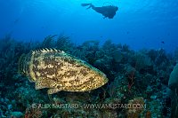 Goliath Grouper. Cayman Islands.
