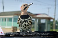 Northern Flicker Pose. Cayman Islands.