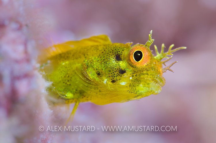 Golden Roughhead Blenny. Cayman Islands.