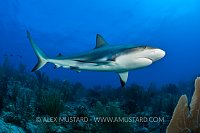 Caribbean Reef Shark. Cayman Islands.