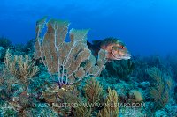 Mutton Snapper. Cayman Islands.