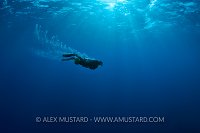 Diver On Scooter. Cayman Islands.