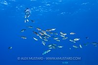 Spanwing Redtail Parrotfish. Cayman Islands.