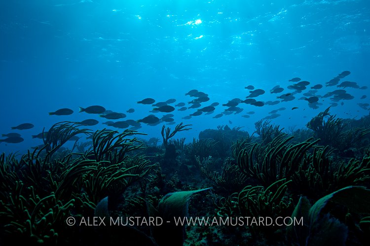 Redtail Parrotfish Spawning Migration. Cayman Islands.