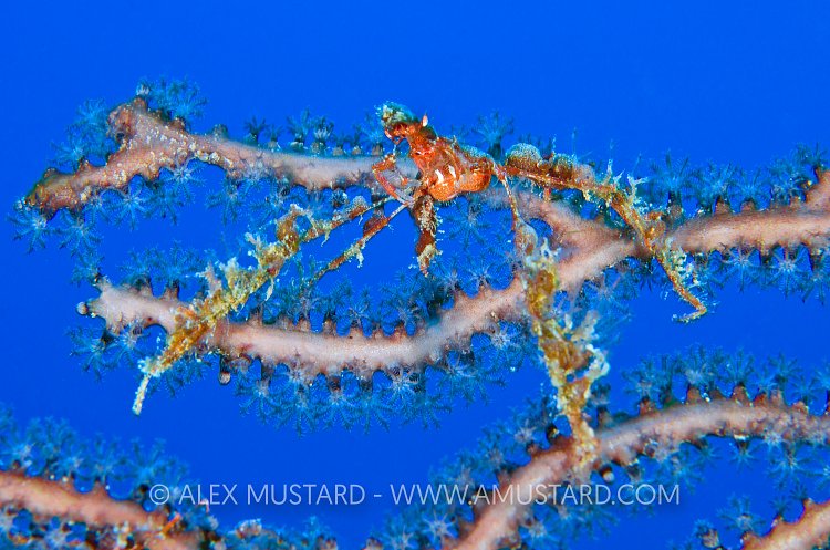 Neck Crab On Seafan. Cayman Islands