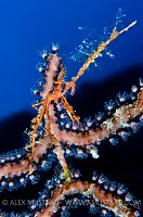 Neck Crab Extends Leg. Cayman Islands.
