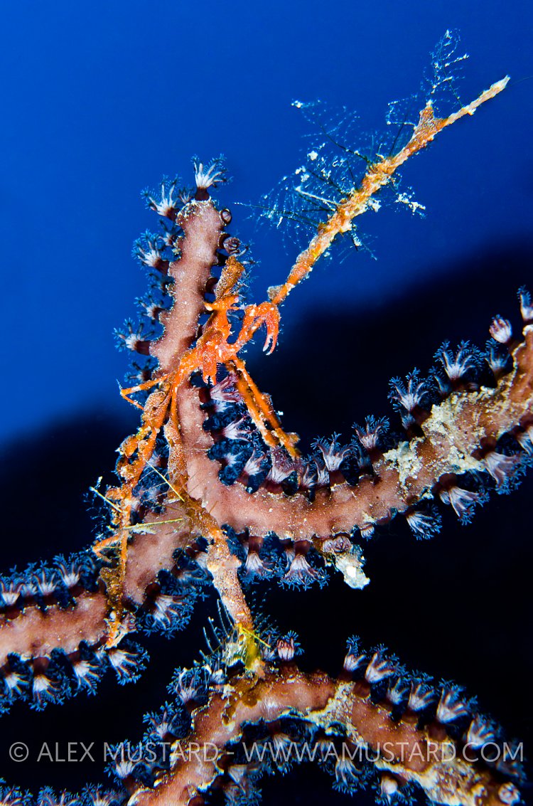 Neck Crab Extends Leg. Cayman Islands.