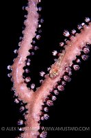 Red Clingfish. Cayman Islands.