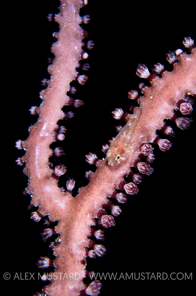 Red Clingfish. Cayman Islands.