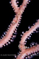 Red Clingfish. Cayman Islands.