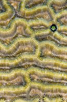 Secretary Blenny Portrait. Cayman Islands.