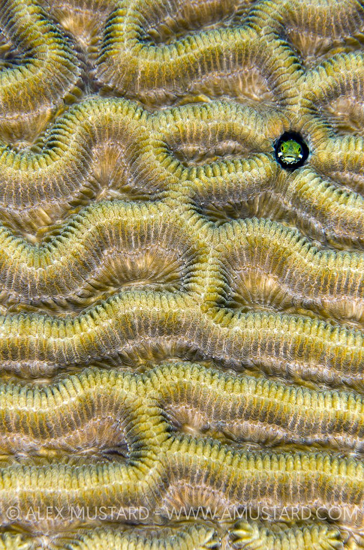 Secretary Blenny Portrait. Cayman Islands.