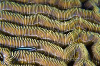 Goby On Coral. Cayman Islands.