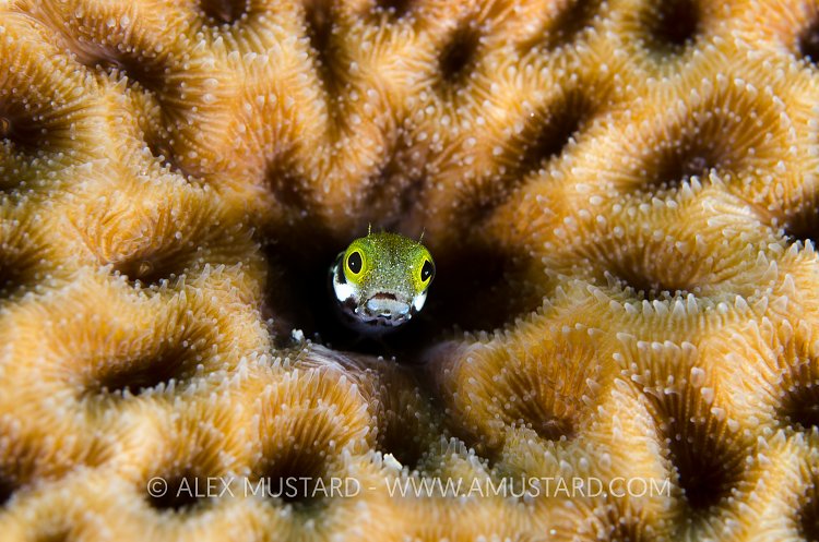 Secretary Blenny. Cayman Islands.