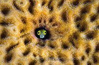 Secretary Blenny Portrait. Cayman Islands.