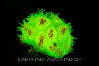 Golf Ball Coral Fluorescence. Cayman Islands