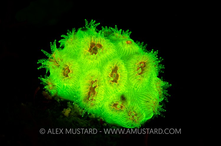Golf Ball Coral Fluorescence. Cayman Islands