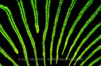 Brain Coral Fluorescence. Cayman Islands.