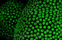 Fluorescent Star Coral. Cayman Islands