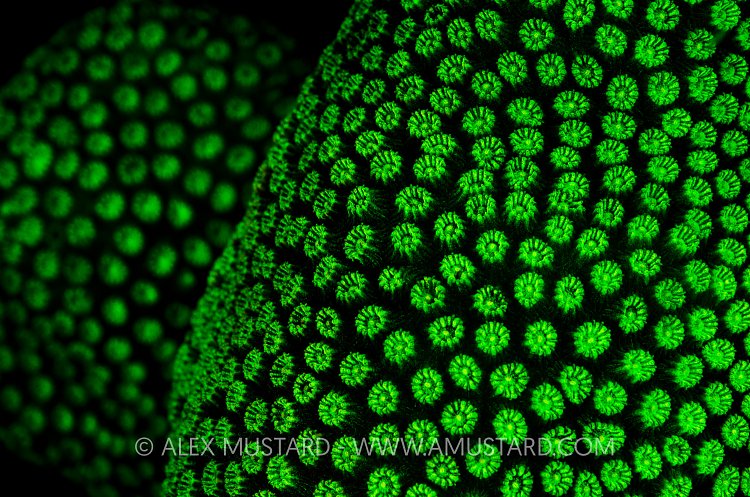 Fluorescent Star Coral. Cayman Islands