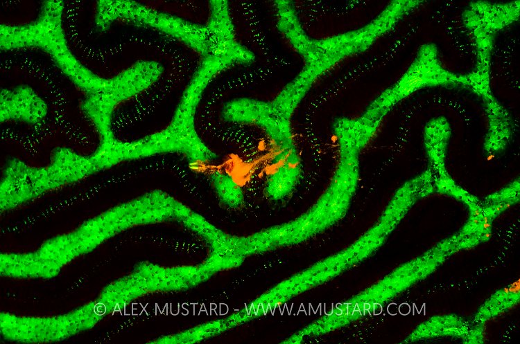 Vaporized Worm. Cayman Islands.