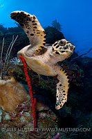 Hawksbill Turtle. Cayman Islands.