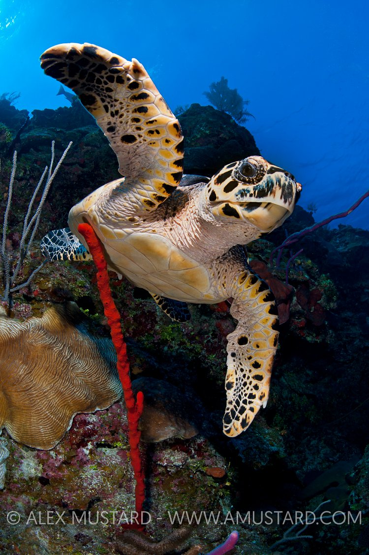 Hawksbill Turtle. Cayman Islands.