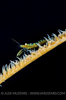 Wire Coral Shrimp Posing. Cayman Islands.