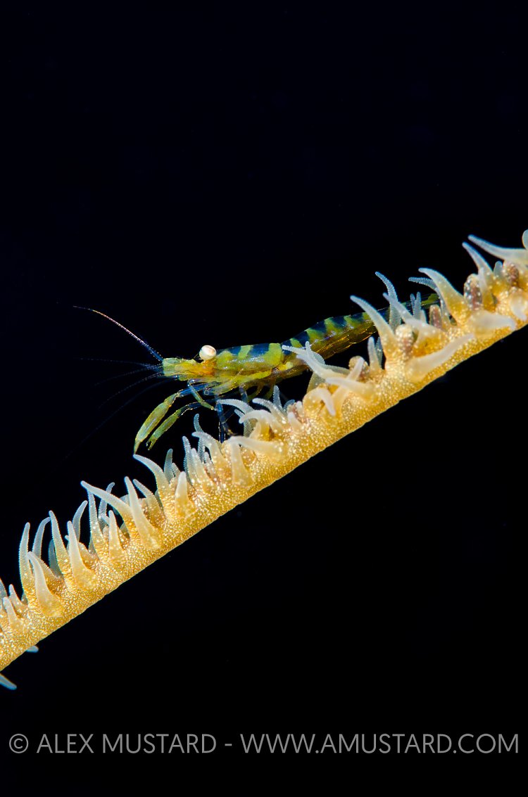 Wire Coral Shrimp Posing. Cayman Islands.