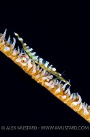 Female Wire Coral Shrimp. Cayman Islands.