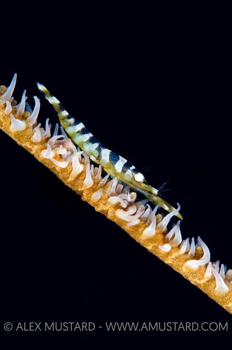 Female Wire Coral Shrimp. Cayman Islands.