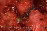 Rusty Goby. Cayman Islands.