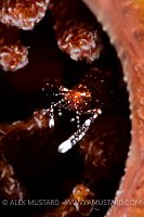 Shrimp In Sponge. Cayman Islands.