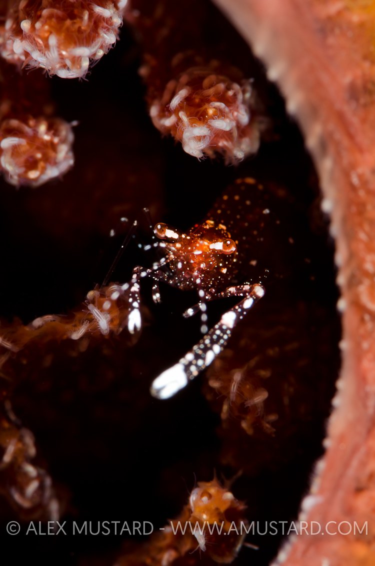 Shrimp In Sponge. Cayman Islands.