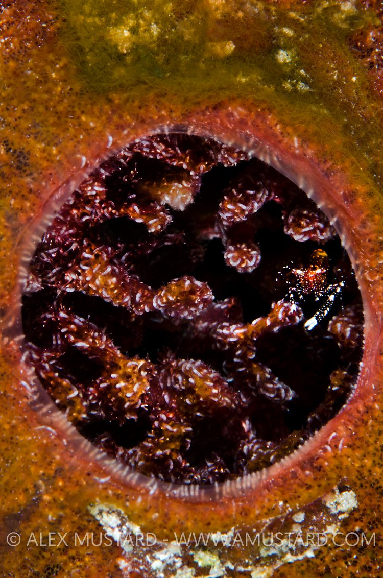 Whitefoot Shrimp In Touch-Me-Not Sponge. Cayman Islands.