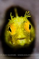 Golden Roughhead Blenny. Cayman Islands.