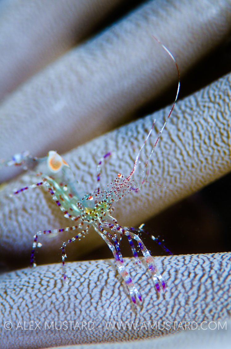 Spotted Cleaner Shrimp. Cayman Islands.