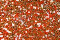 Sponge Scene. Cayman Islands.