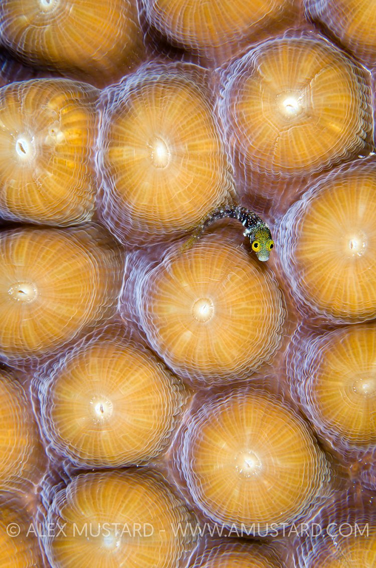 Secerety Blenny Out Of Tube. Cayman Islands.