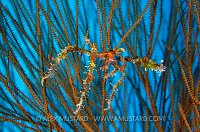 Neck Crab On Black Coral. Cayman Islands.