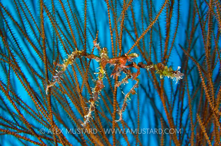 Neck Crab On Black Coral. Cayman Islands.