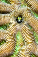 Secretary Blenny. Cayman Islands.