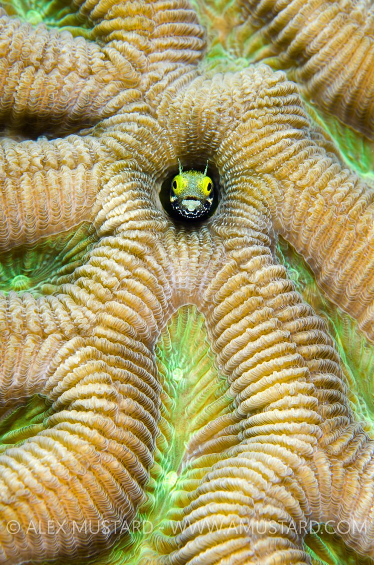 Secretary Blenny. Cayman Islands.