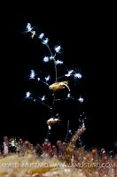 Amphipods On Hydroid. Cayman Islands.